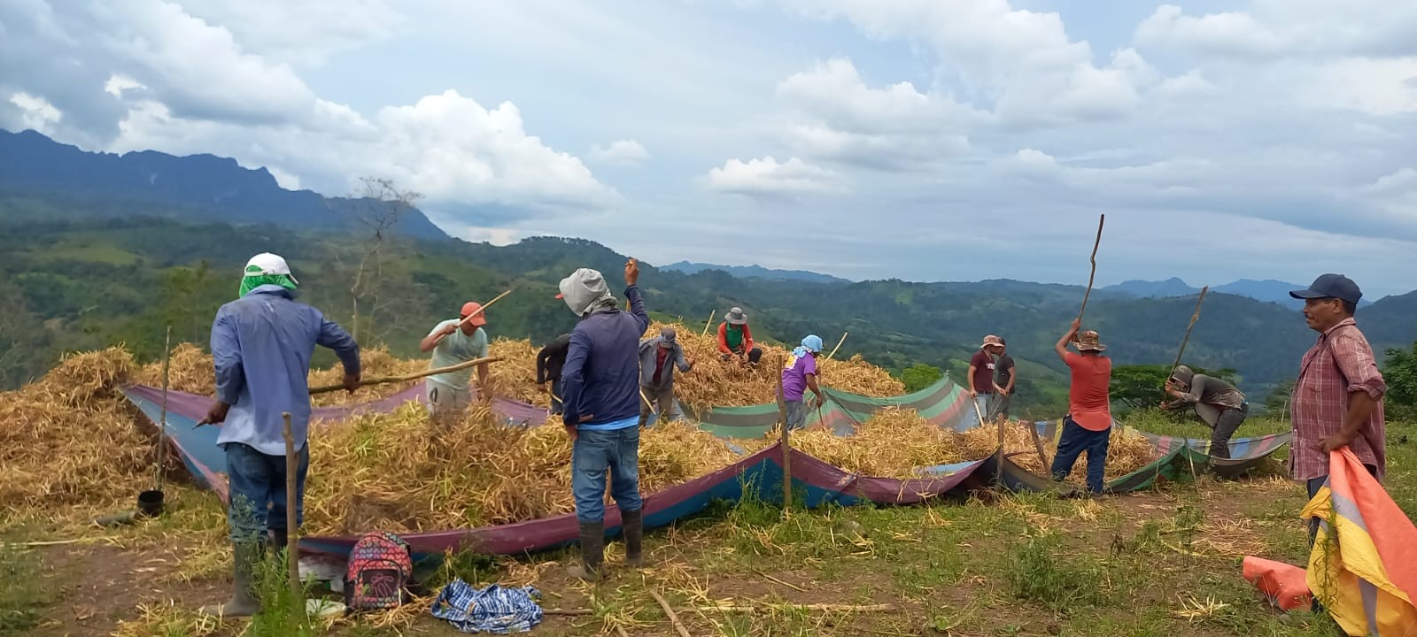 Cosecha de primera del frijol rojo en Nicaragua suma más de 185 mil quintales