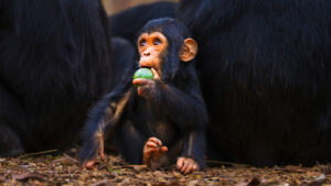 Científicos chinos logran revertir la vejez, de momento en primates