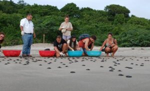 Más de 6,700 tortuguillos son liberados entre agosto y septiembre en el refugio de vida de Chacocente
