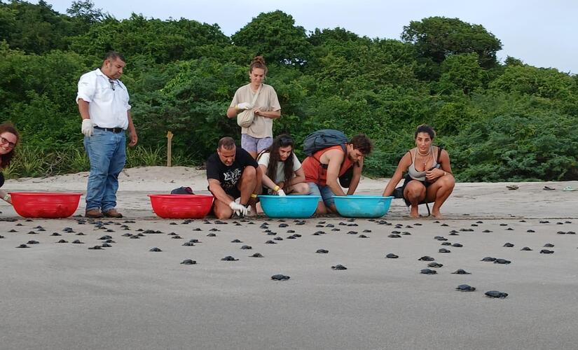 Más de 6,700 tortuguillos son liberados entre agosto y septiembre en el refugio de vida de Chacocente