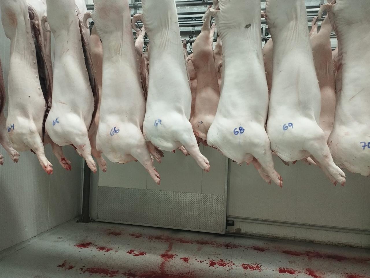 Producción de carne porcina aseguró abastecimiento local y precios