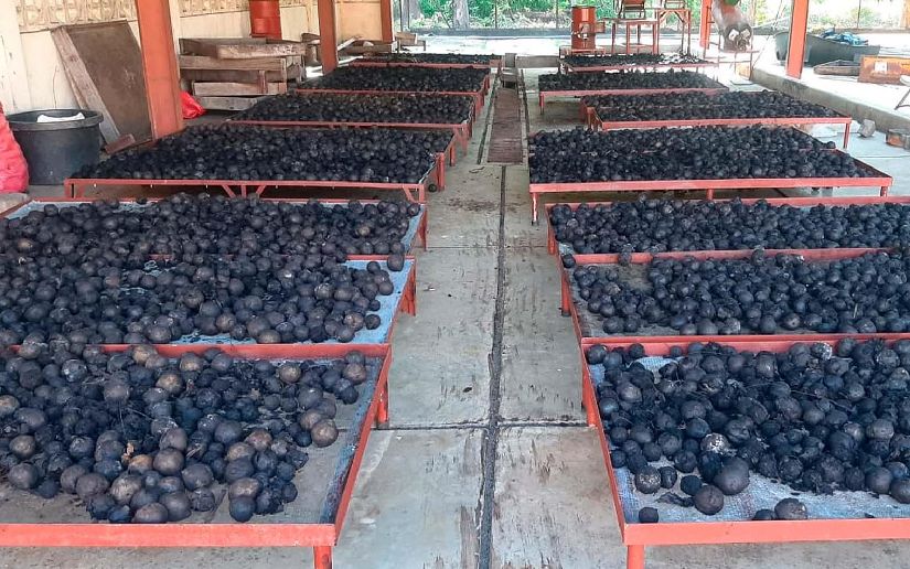 Marena recolecta frutos de nogal para impulsar la reforestación en Matagalpa