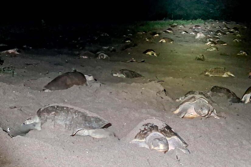 Nueva arriba de tortugas a refugio de Chacocente