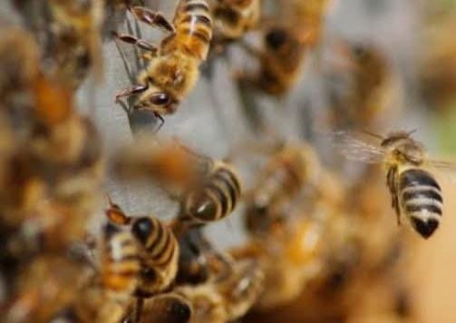 Anciana muere tras un ataque de abejas en Estelí