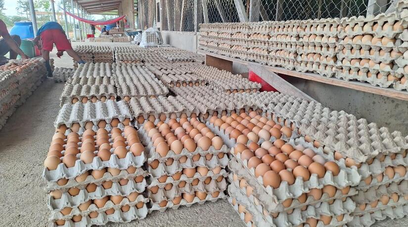 Producción de huevo supera los 15 millones de cajillas en lo que va del año