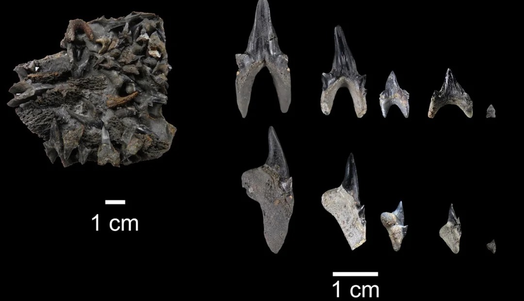 Identifican en Colombia fósil de tiburón de hace 114 millones de años