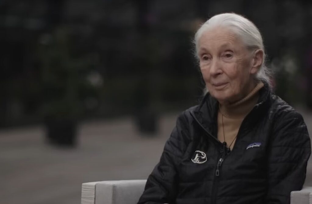 Muere Jane Goodall, reconocida científica que estudió los chimpancés, a los 91 años