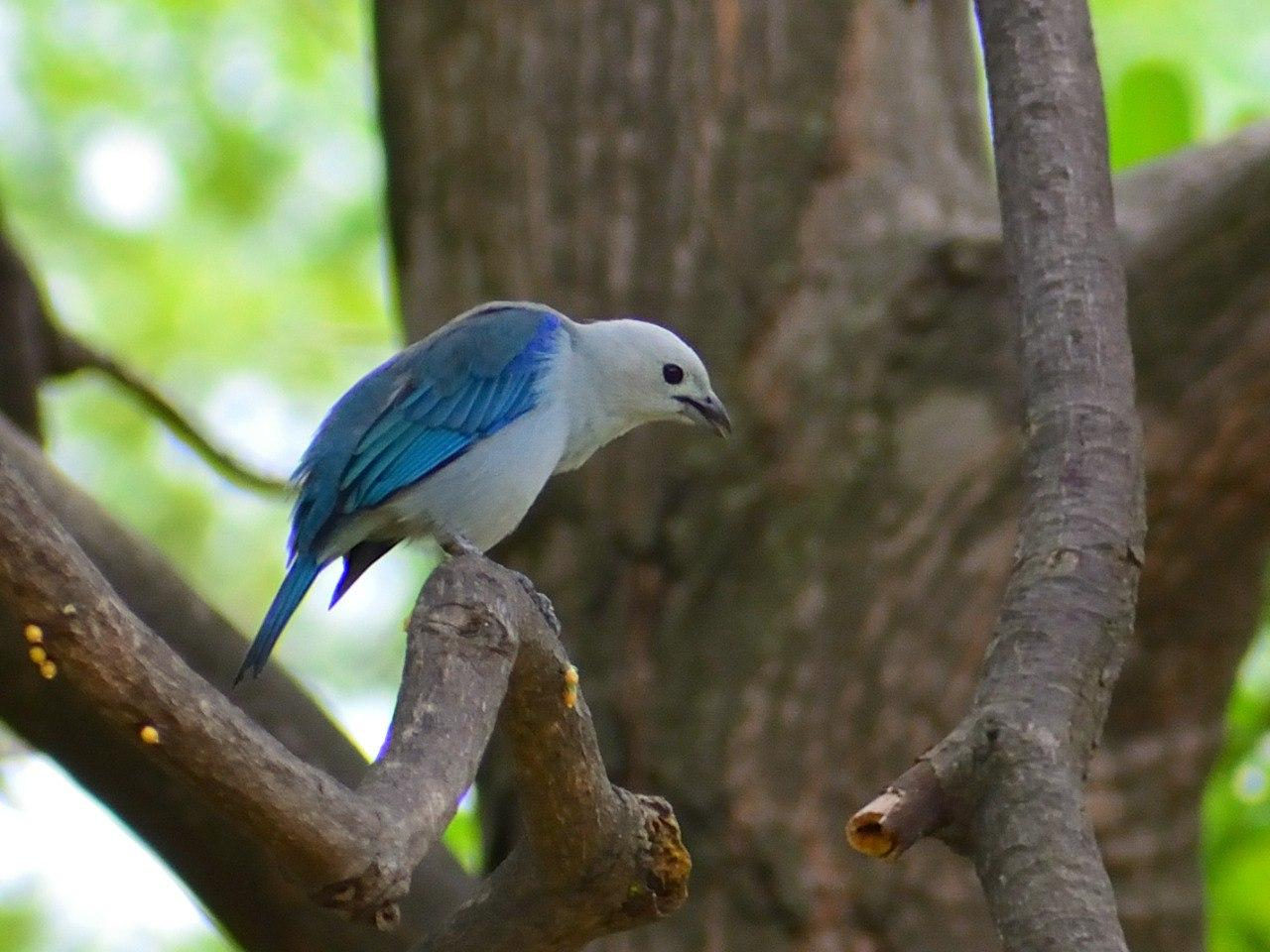 Marena identifica 19 especies de aves en la Reserva Natural Volcán Masaya