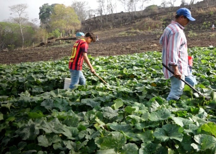INTA lanza programa agropecuario para la reducción de químicos en cultivos 