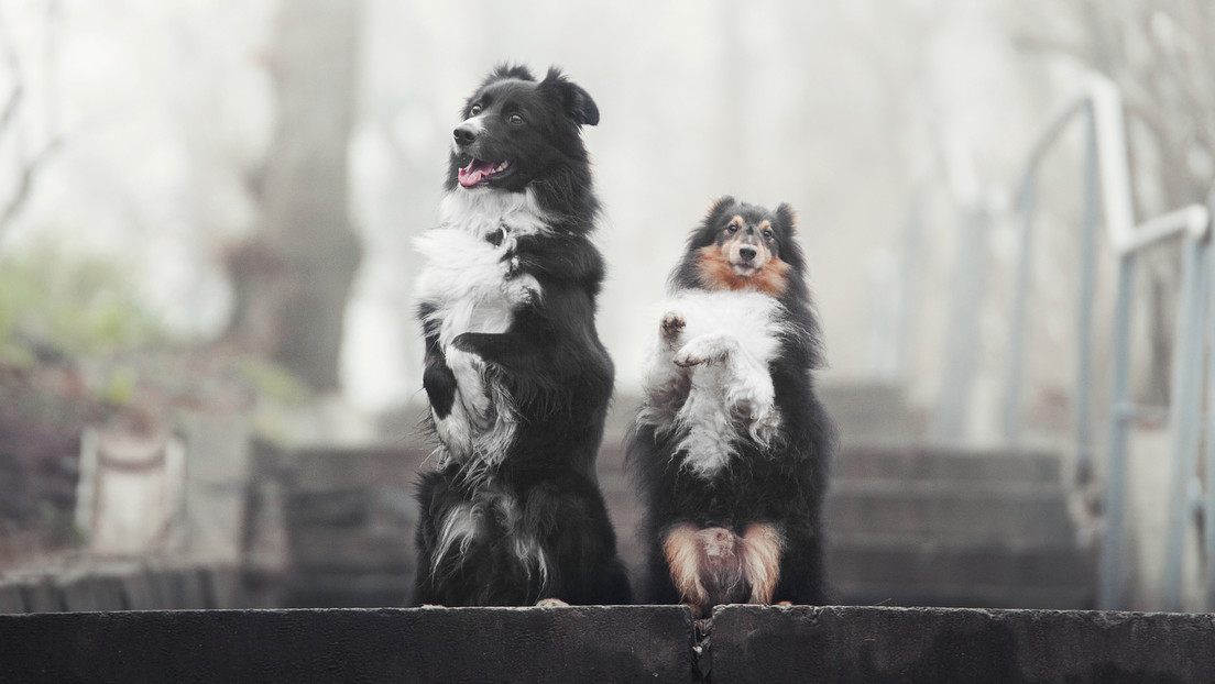 Perros ‘talentosos’ muestran habilidades exclusivas de los humanos