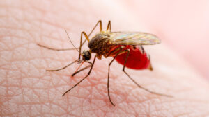 Se inaugura en Brasil la mayor fábrica de mosquitos del mundo