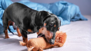 Los comportamientos adictivos no son propios de los humanos, estos animales podrían mostrarlos