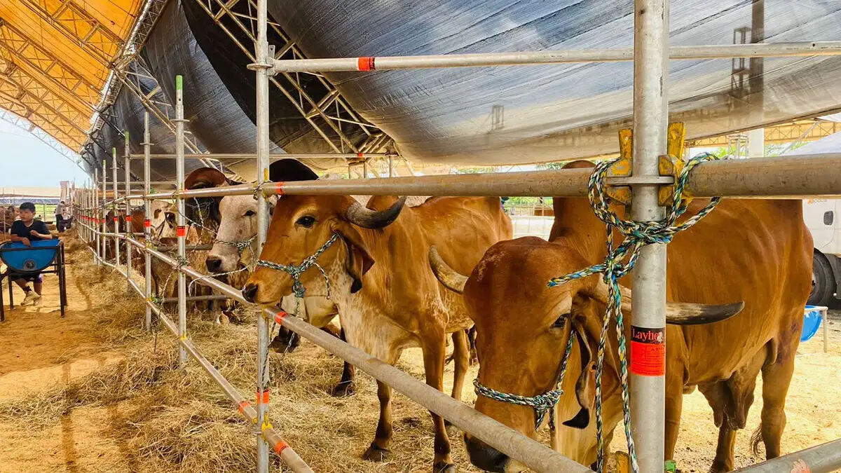 Todo listo para la III Feria Ganadera Navidad 2025 en Carretera Masaya