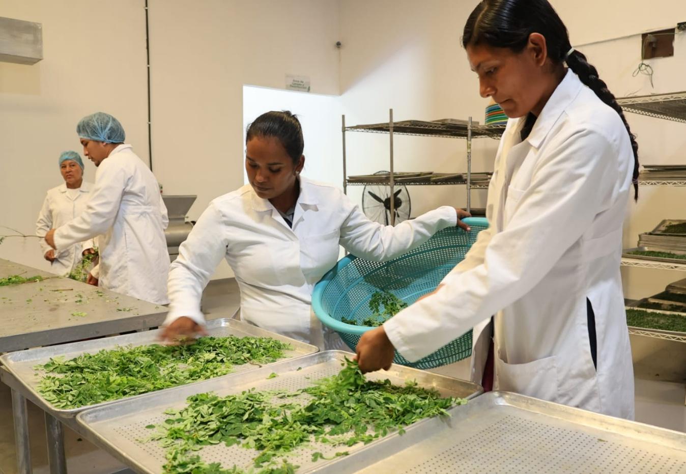 Gobierno nicaragüense impulsa la transformación del cultivo del moringa
