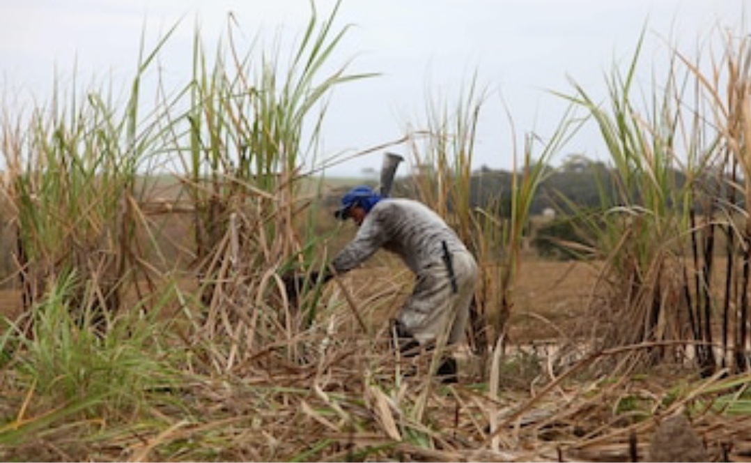 Rescatan a un centenar de ‘esclavos’ en una finca de caña en Brasil