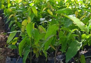 Marena y familias boaqueñas protegen el ecosistema