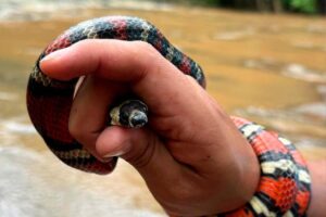 Marena aprueba permisos para la exportación de fauna y madera