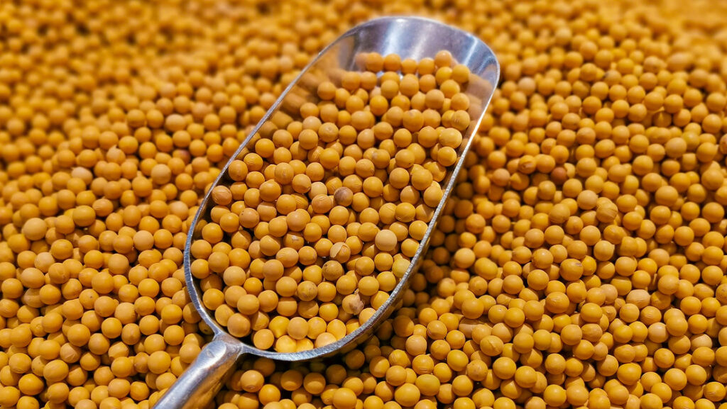 Los dos gigantes latinoamericanos que desplazan a EE.UU. en el mercado chino de soya