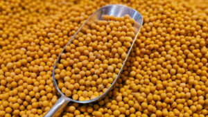 Los dos gigantes latinoamericanos que desplazan a EE.UU. en el mercado chino de soya