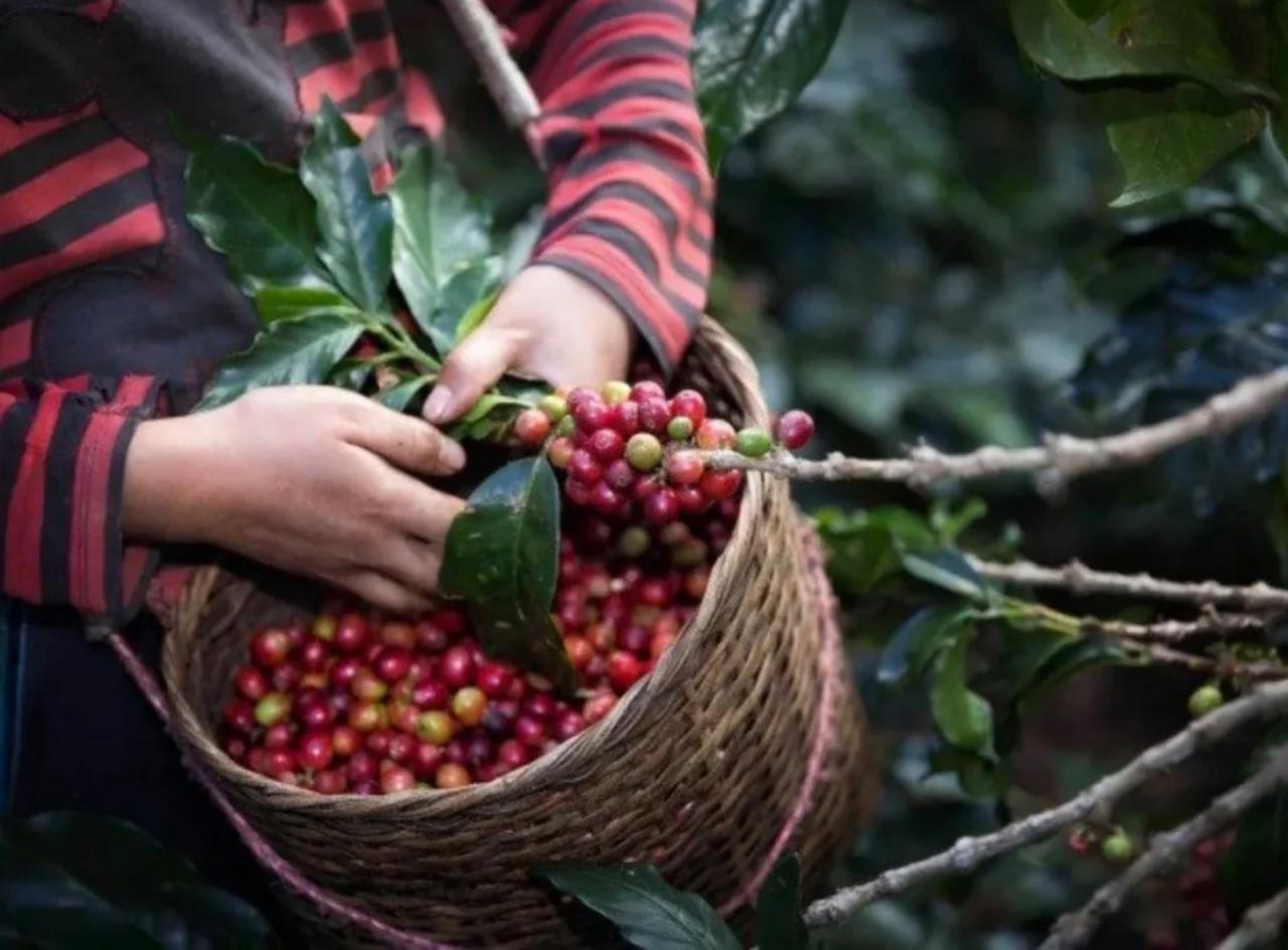 Matagalpa será sede del lanzamiento del plan de seguridad de la Cosecha Cafetalera 2025-2026