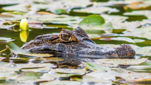 Río repleto de cocodrilos es declarado apto para competencias de remo en Juegos Olímpicos