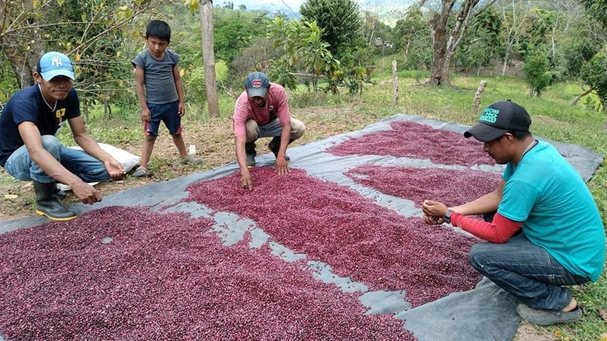 MAG reporta avances positivos en la siembra de primera y postrera en los granos básicos