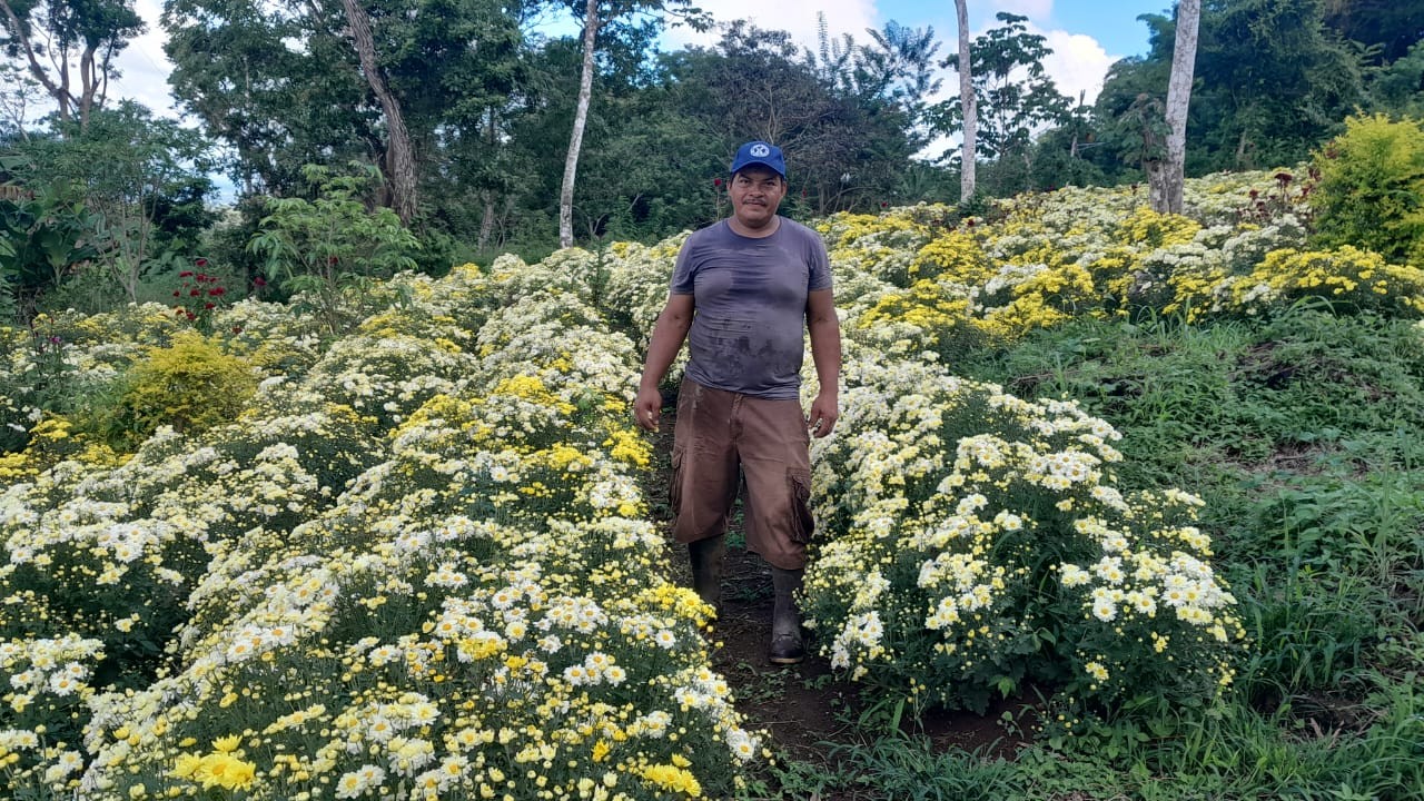 Producción de flores en Masaya garantizan abastecimiento en mercados y campos santos