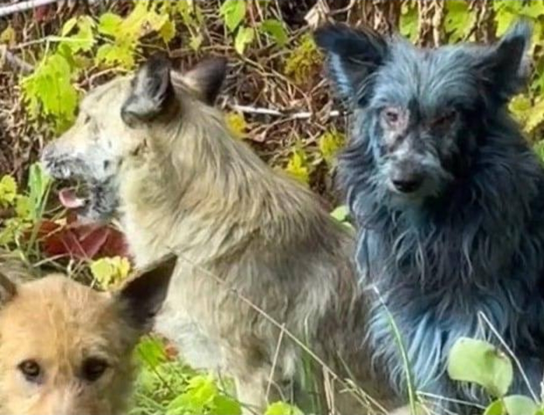El misterio de los perros azules de Chernóbyl que desconcierta a los expertos