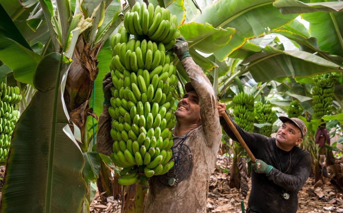 La bananera que despidió a miles de trabajadores en Panamá recibe un empujón clave