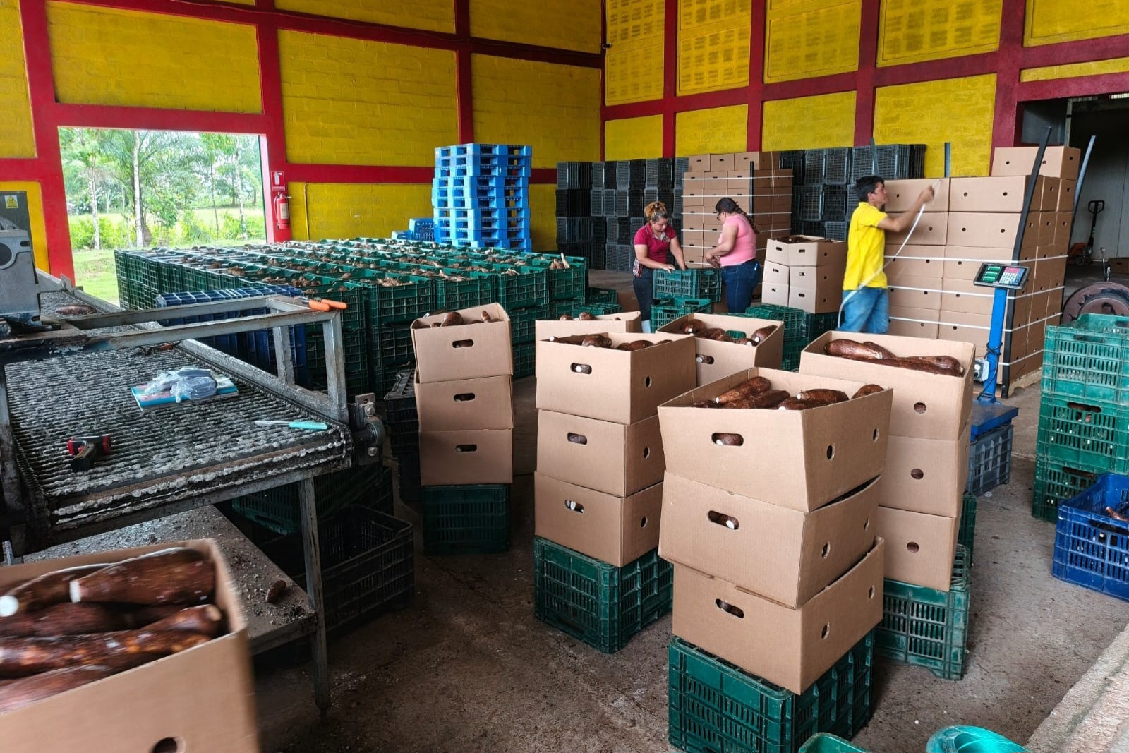 MAG reporta más de 360 mil quintales de yuca acopiados en los últimos tres meses