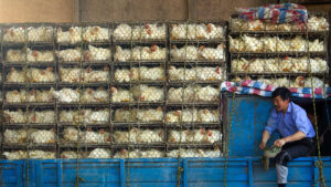 China levanta la prohibición de las importaciones de pollo a Brasil