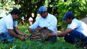 Nace tapir en el zoológico Nacional, un logro en la conservación de la biodiversidad