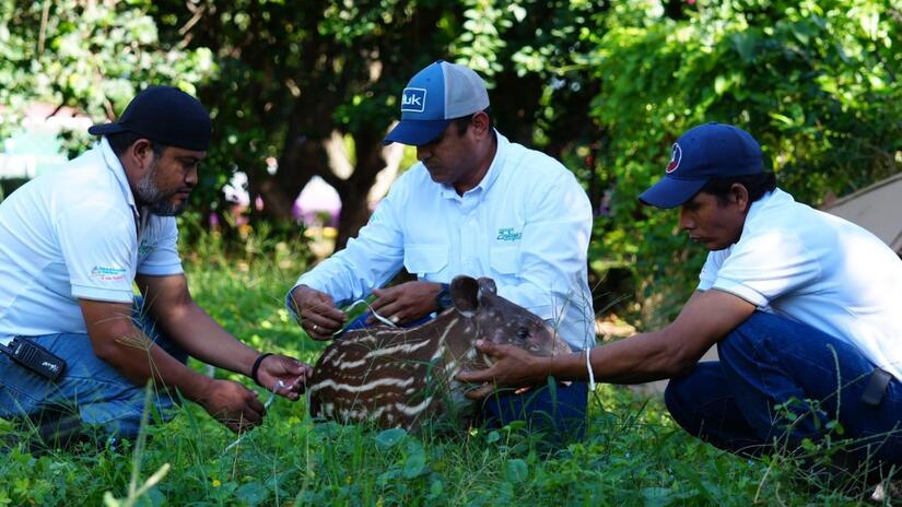 Nace tapir en el zoológico Nacional, un logro en la conservación de la biodiversidad