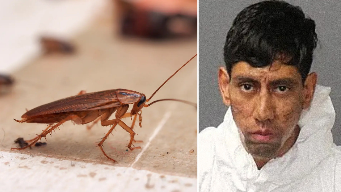 Confesión insólita: asesina a 2 personas tras recibir un “mensaje encriptado” en una cucaracha