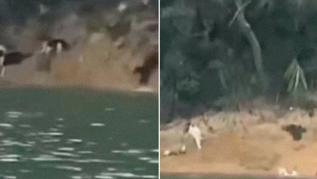 Liberan a más de mil gatos durante un ritual budista en China y muchos mueren