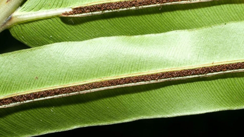 China es el primer país del mundo en extraer metales de tierras raras de una planta