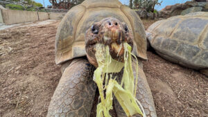 Muere la tortuga que vivió dos guerras mundiales y el mandato de 20 presidentes de EEUU
