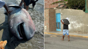 Encuentran un tiburón superraro en la playa de Perú y lo filetean