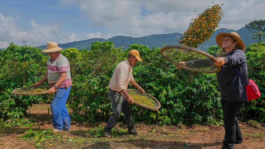El mayor proveedor de café da un giro a su producción y redefine los gustos del mundo