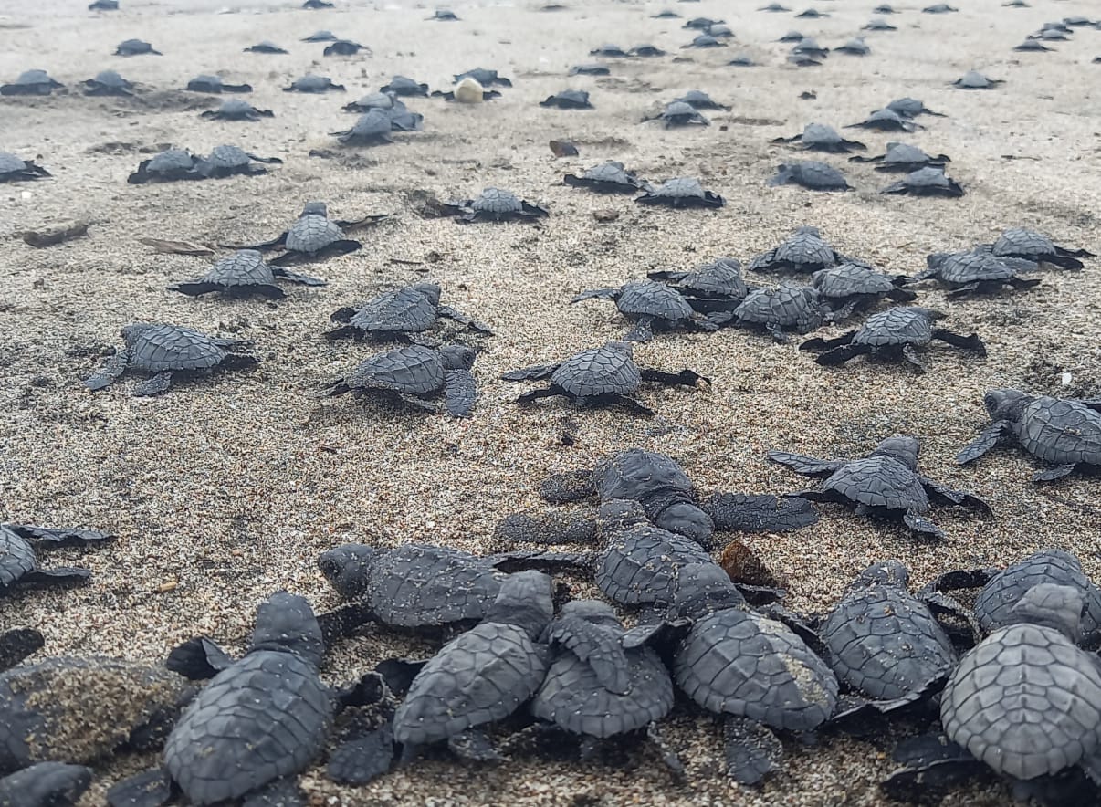 Marena reporta el nacimiento de 400 mil tortuguillos en 2025