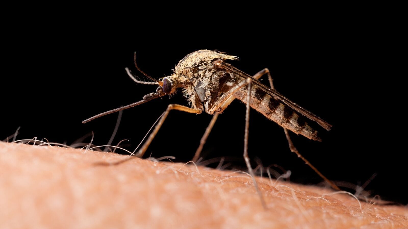 Casos de dengue, neumonía e influenza en descenso sostenido