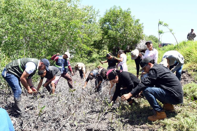 Más de 240 mil plantas de mangle siembra el Marena en 2025