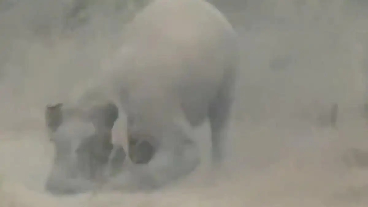Elefante mata a turista que intentaba tomarse un selfie en la India