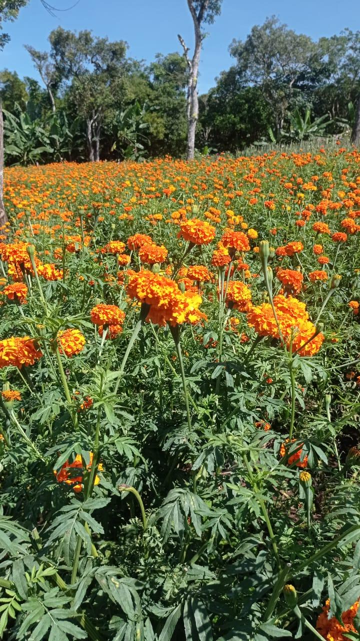Cosecha de flores en Nicaragua superó las 778 mil docenas en los últimos meses