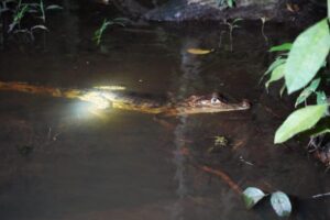 Marena vigila de cerca el hábitat del cuajipal en el Río Papaturro