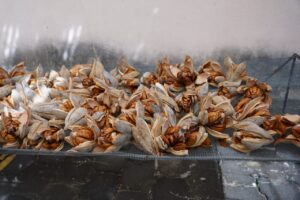 Marena recolecta 29 especies de semillas forestales en 2025