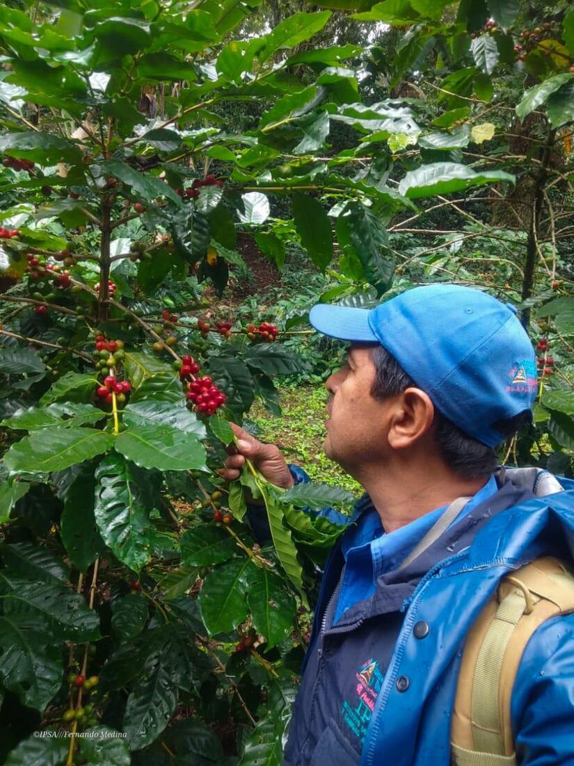 Nicaragua exporta más de 150 mil toneladas de café oro en 2026