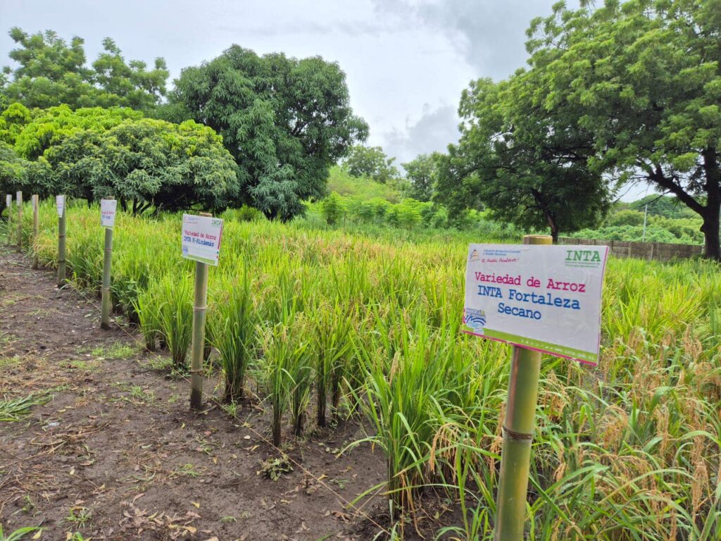 Plan de investigación 2026 del INTA garantiza seguridad en la producción