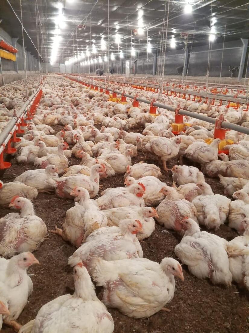 Registran una producción superior a los 434 millones de libras de carne de pollo en 2025