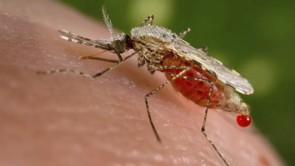 Ministerio de Salud reporta descenso en casos de dengue, influenza y neumonía